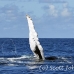 whale_humpback_h_00656_dom2722.jpg